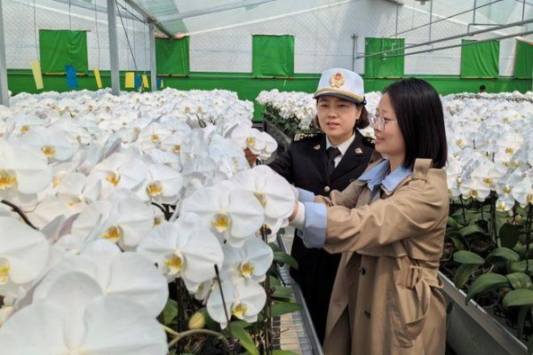 广瑞网  创历史新高！今年一季度青岛海关监管出口鲜花515.83万株