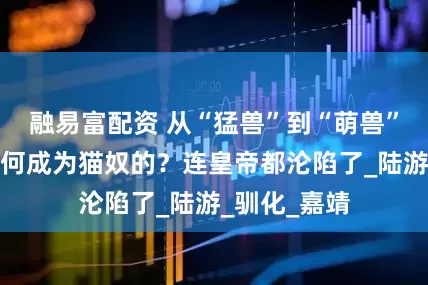 融易富配资 从“猛兽”到“萌兽”，古人是如何成为猫奴的？连皇帝都沦陷了_陆游_驯化_嘉靖